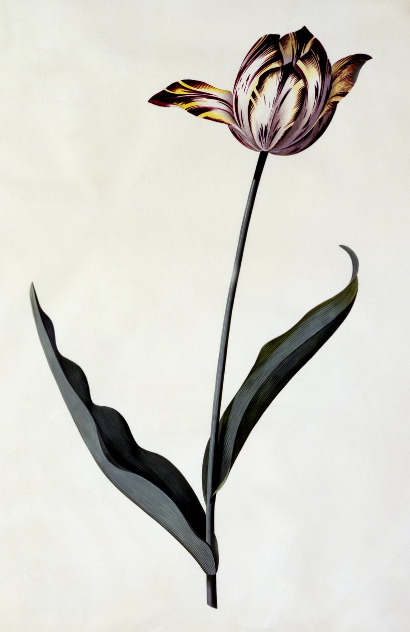 Tulip by Georg Dionysius Ehret