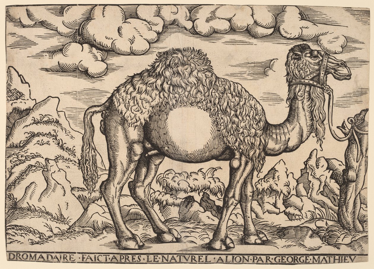 A Dromedary by Georg Mattheus