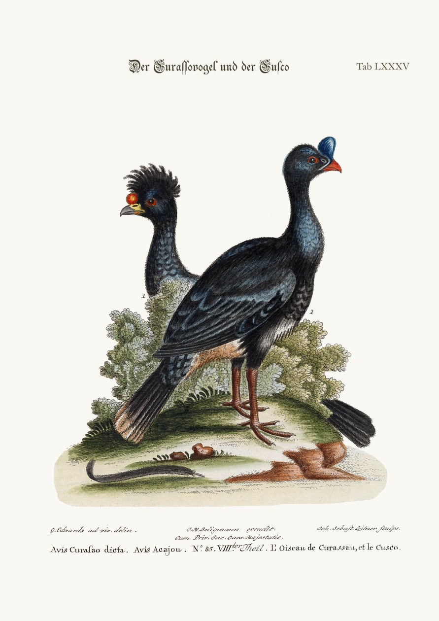 The Curasso-Bird, and the Cushew-Bird, 1749-73 by George Edwards