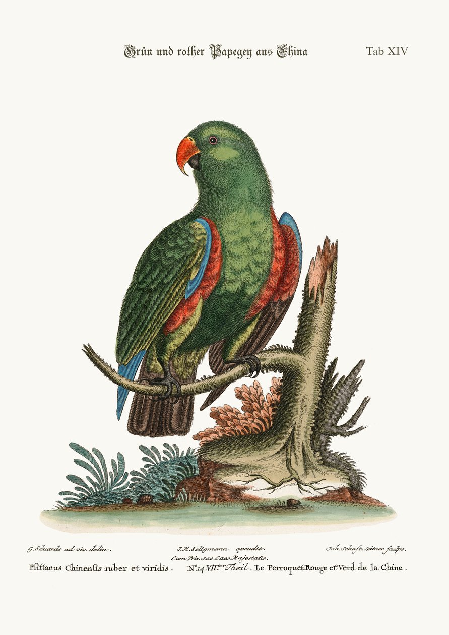 The Green and Red Parrot from China by George Edwards