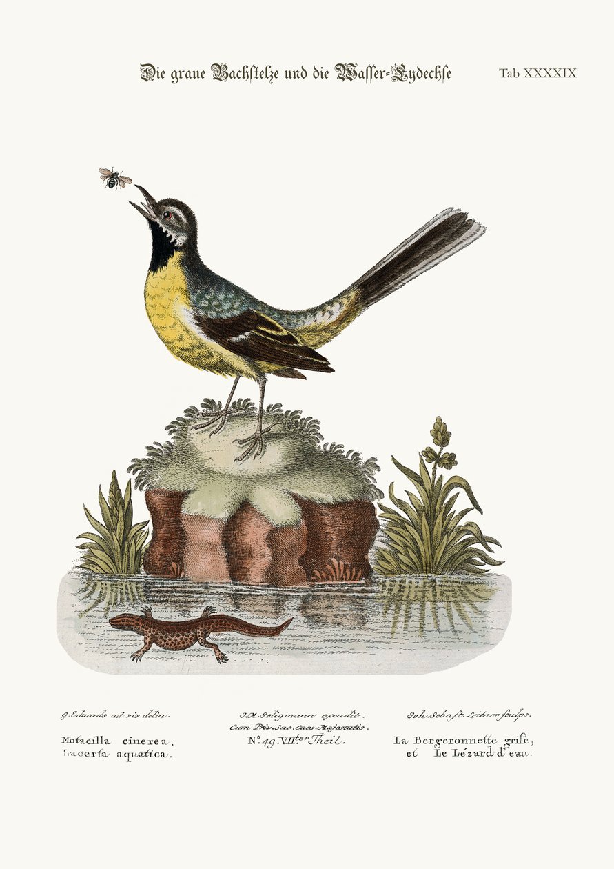 The Grey Water-Wagtail, and the Water Lizard by George Edwards