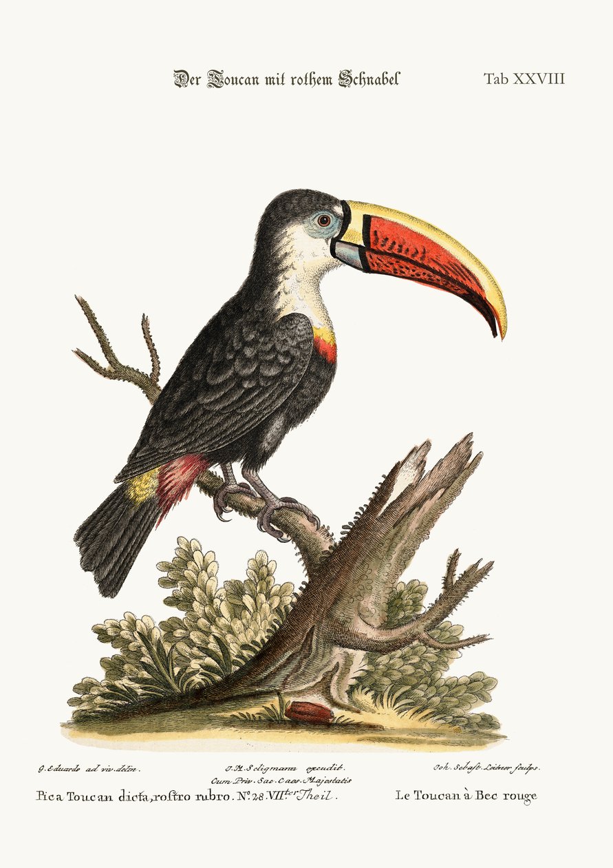 The Red-beaked Toucan, 1749-73 by George Edwards