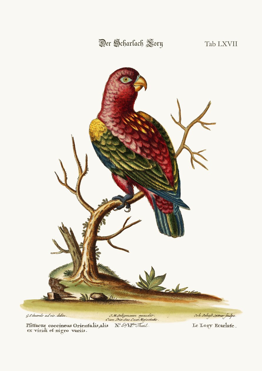 The Scarlet Lory by George Edwards