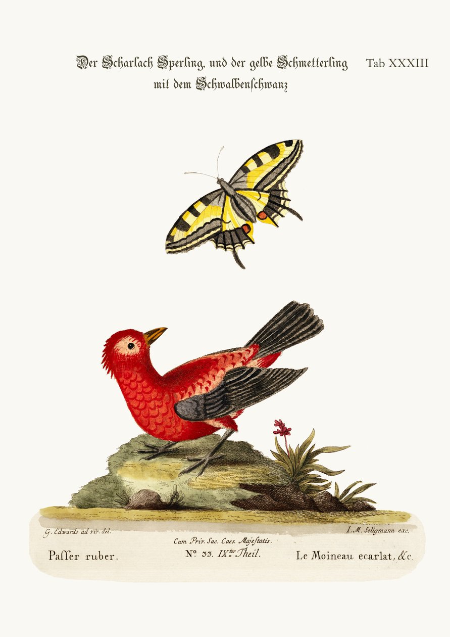 The Scarlet Sparrow and the Yellow Swallow-tailed Butterfly, 1749-73 by George Edwards