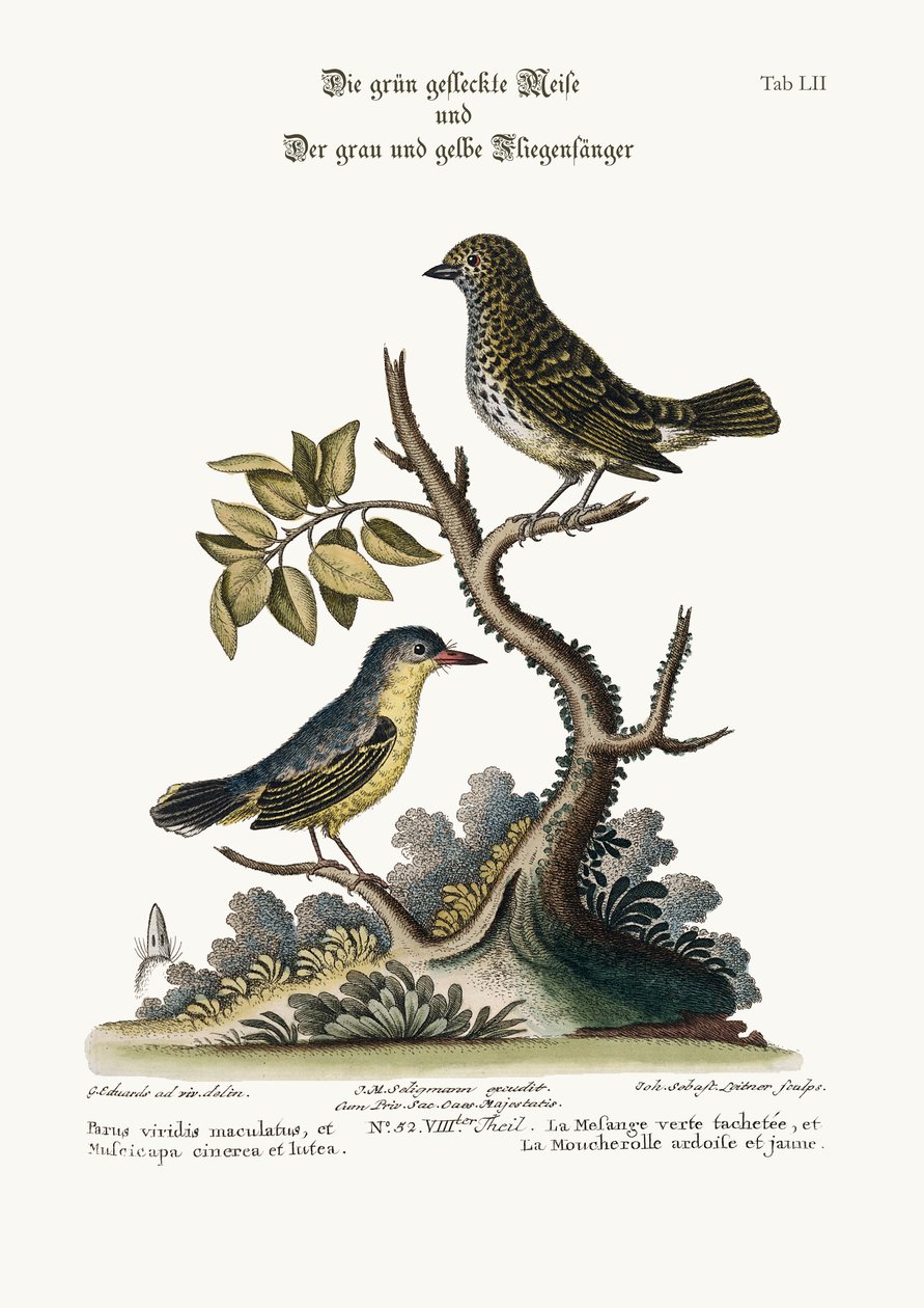 The Spotted Green Tit-Mouse, and the Grey and Yellow Flycatcher, 1749-73 by George Edwards