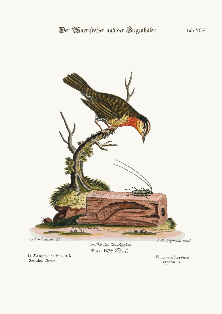 The Worm-eater and the Goat-Beetle by George Edwards