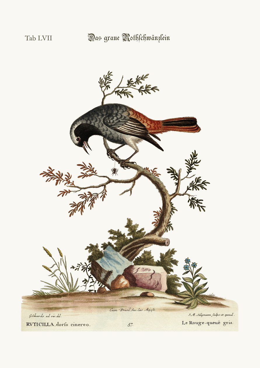 The Grey Redstart by George Edwards