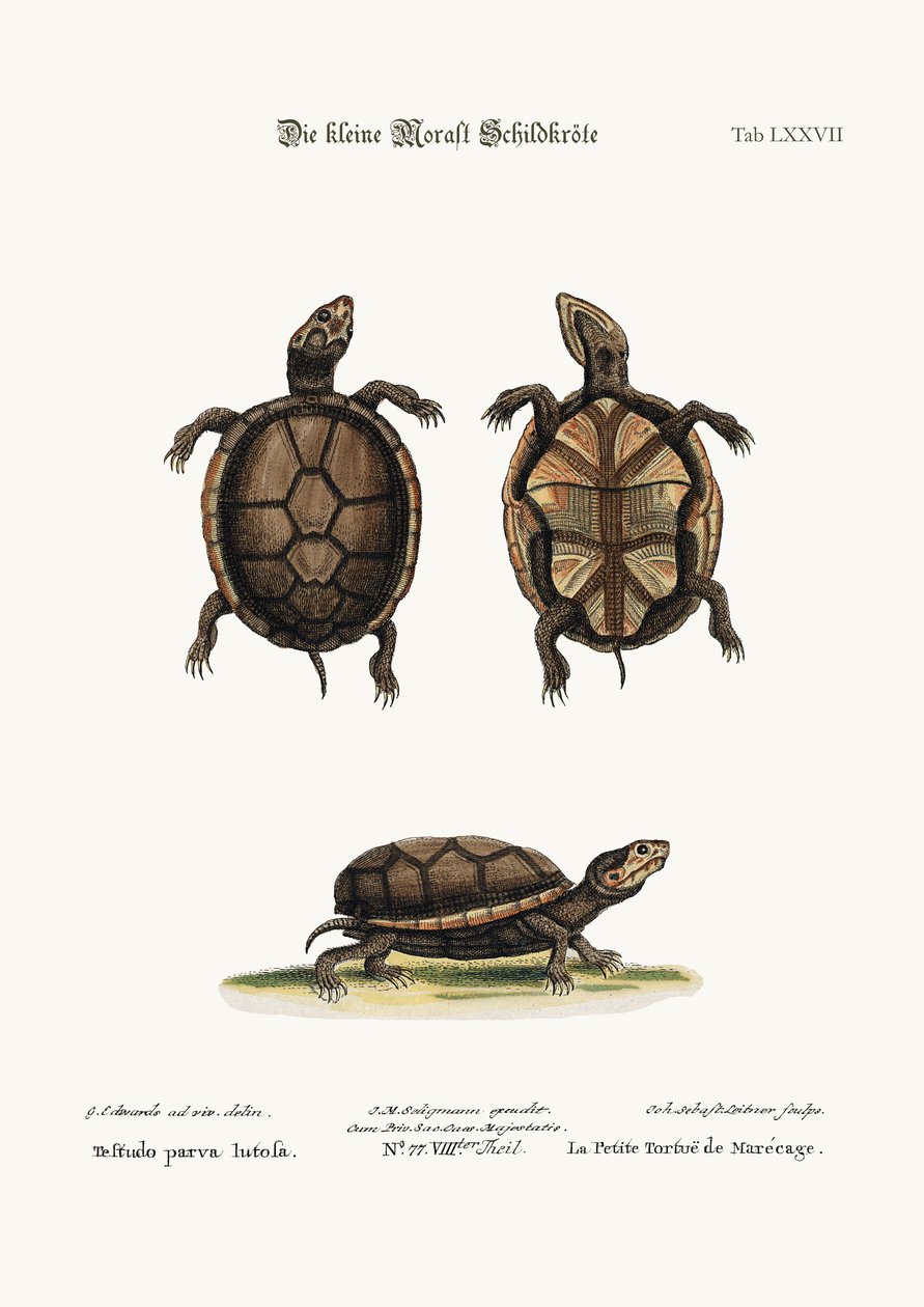 The small Mud-Tortoise by George Edwards