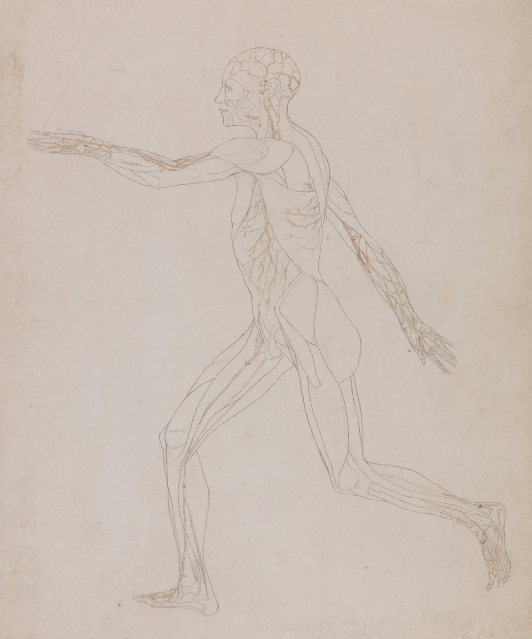 A Comparative Anatomical Exposition of the Structure of the Human Body with that of a Tiger and a Cow by George Stubbs