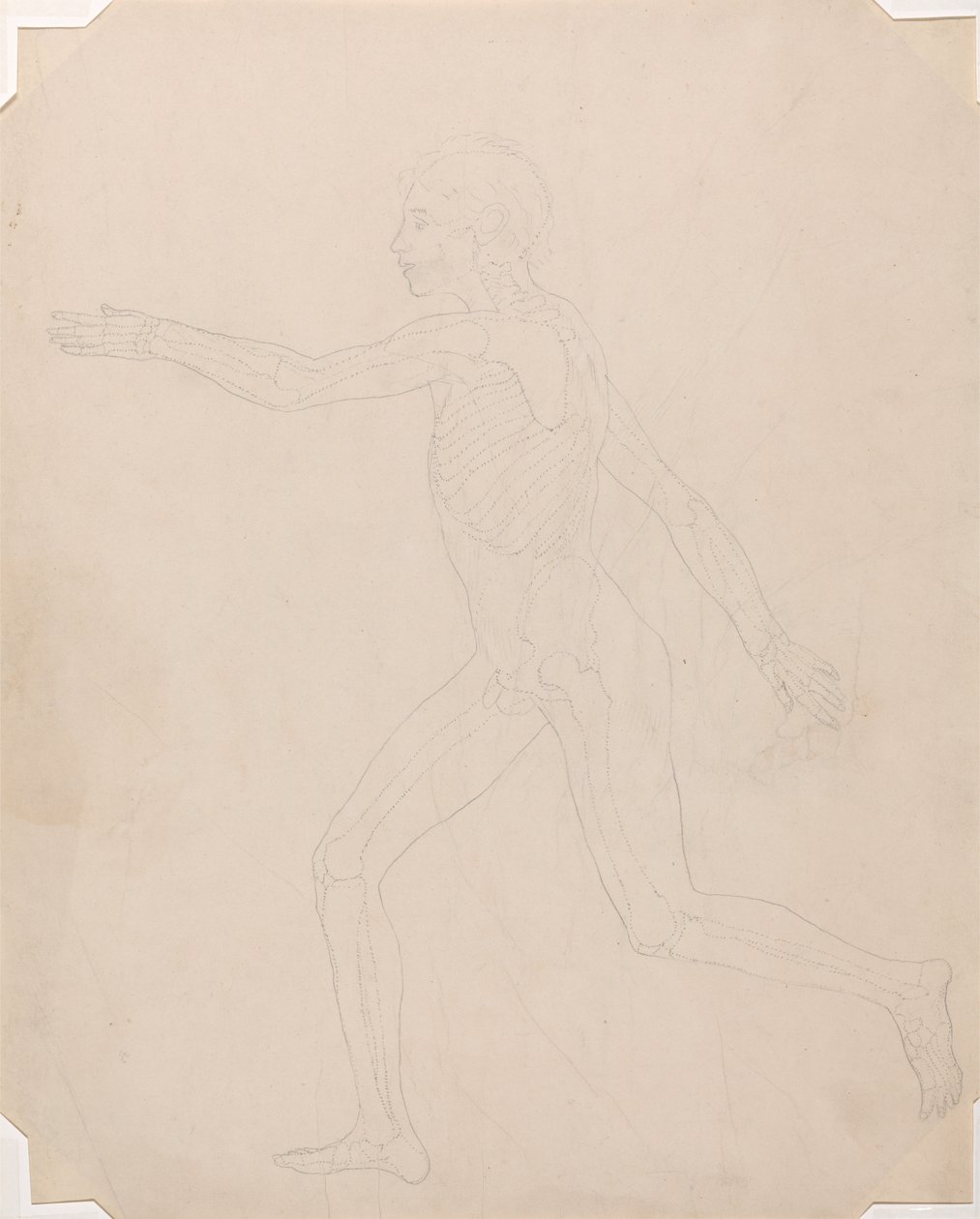 A Comparative Anatomical Exposition of the Structure of the Human Body with that of a Tiger and a Cow by George Stubbs