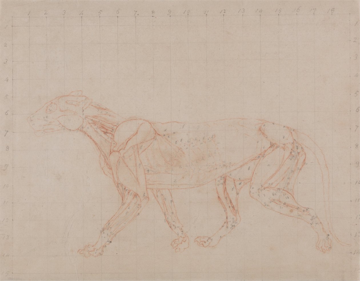 A Comparative Anatomical Exposition of the Structure of the Human Body with that of a Tiger and a Cow by George Stubbs
