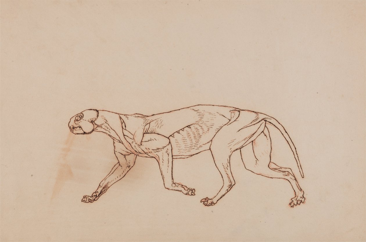 A Comparative Anatomical Exposition of the Structure of the Human Body with that of a Tiger and a Cow by George Stubbs