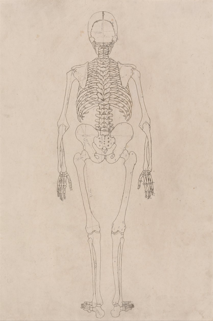 A Comparative Anatomical Exposition of the Structure of the Human Body with that of a Tiger and a Cow by George Stubbs