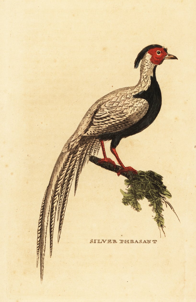 Silver pheasant, Lophura nycthemera by George (after) Edwards