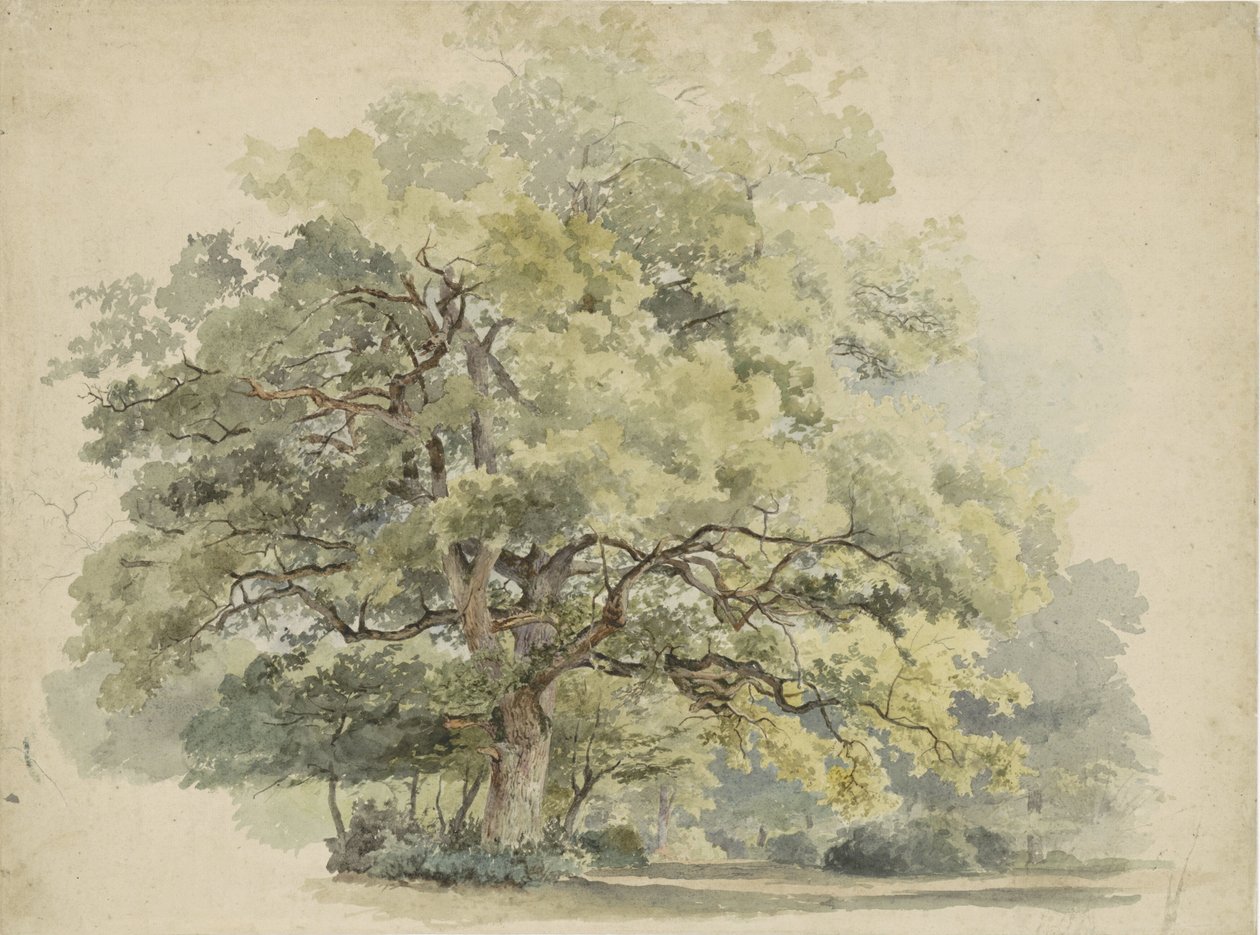 Tree Study by George Andries Roth