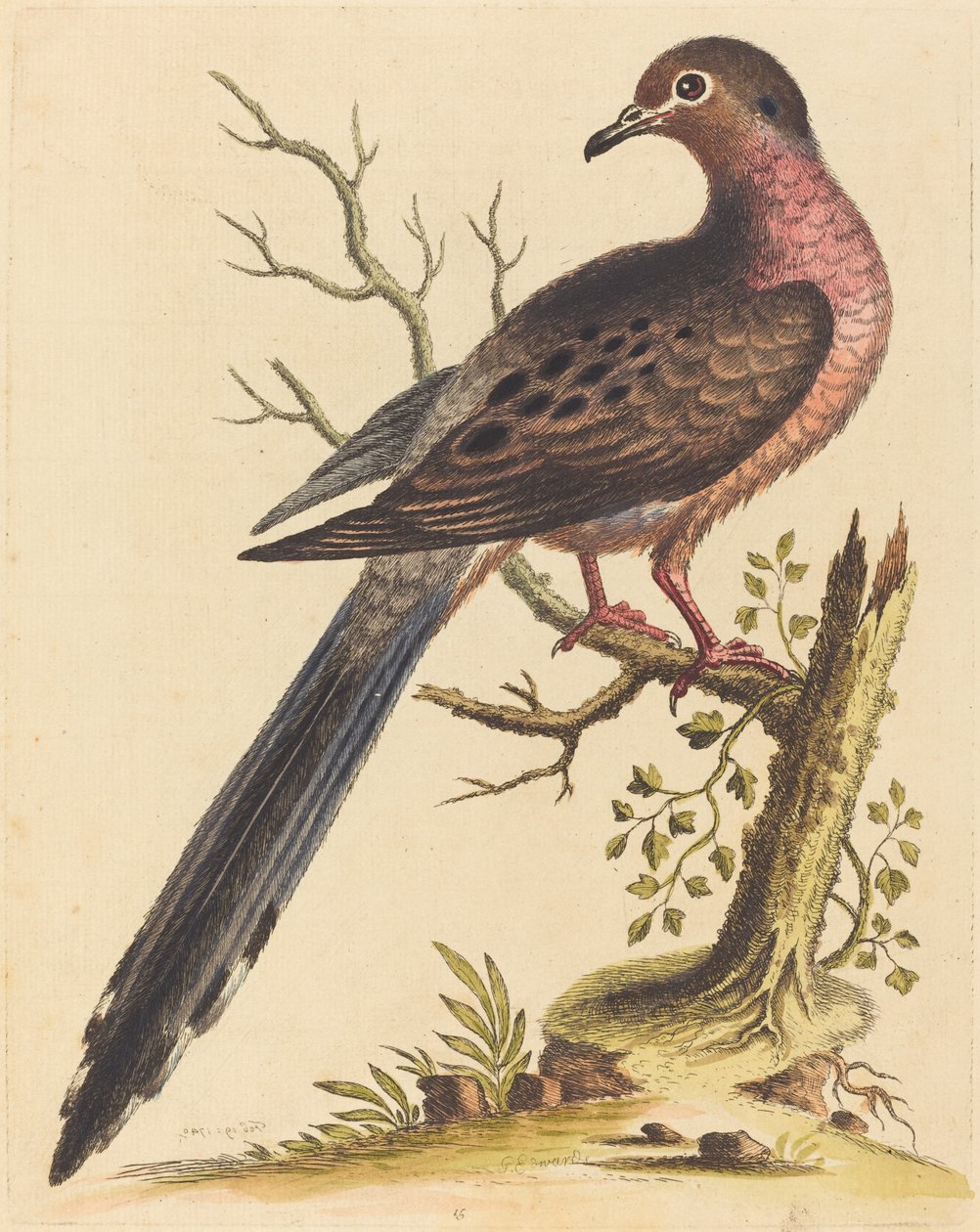 Fedoa Americana with Red Breast by George Edwards