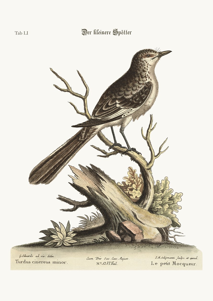 The Lesser Mock-Bird by George Edwards