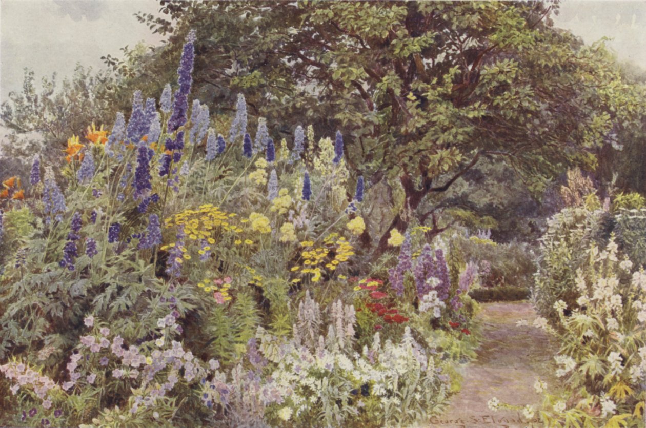 Ramscliffe, Larkspur by George Samuel Elgood