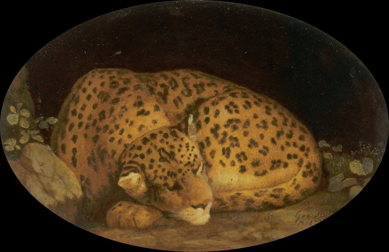 Sleeping Leopard by George Stubbs