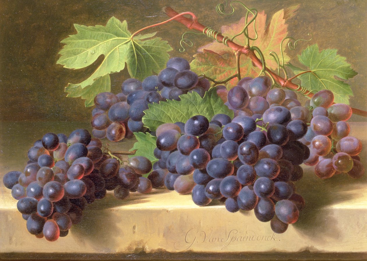 A Still Life of Grapes Resting on a Marble Ledge by Gerard van Spaendonck