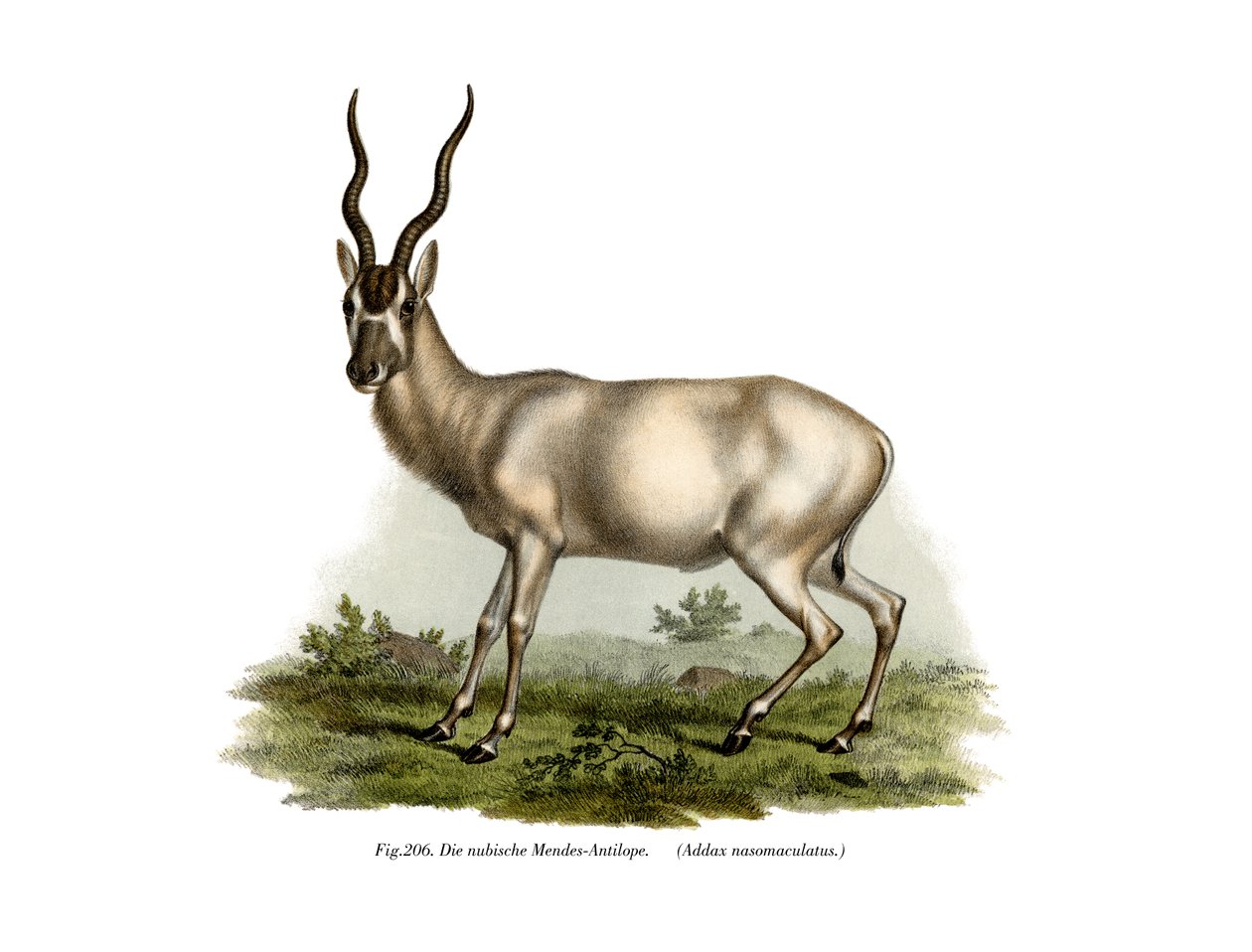Addax by German School