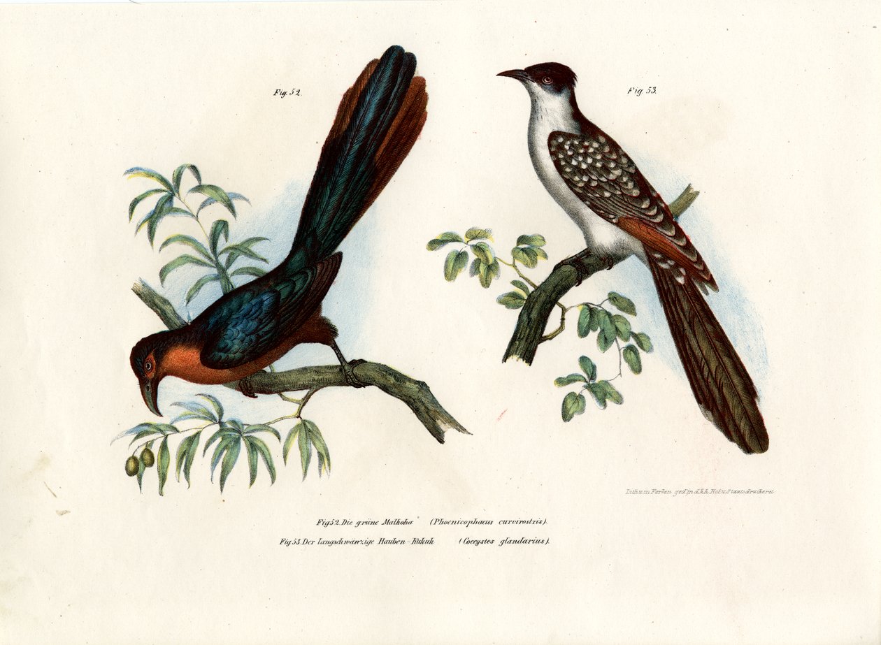 Chestnut-Breasted Malkoha by German School