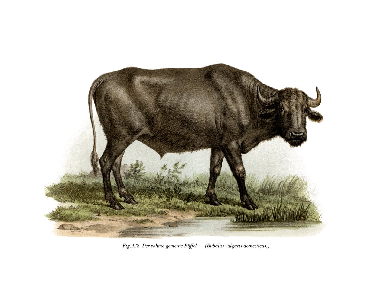 Domestic Buffalo by German School