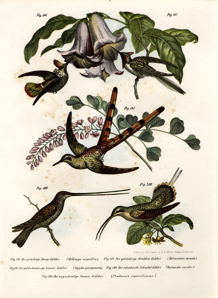 Hummingbird by German School