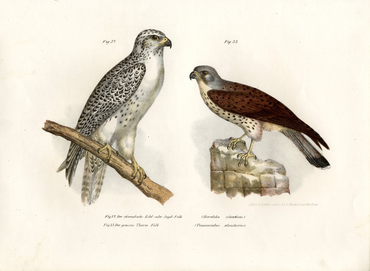 Icelandic Gyrfalcon by German School