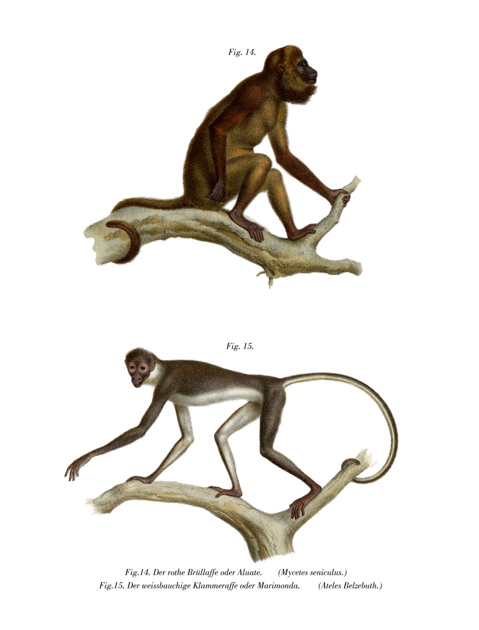 Red Howler Monkey by German School