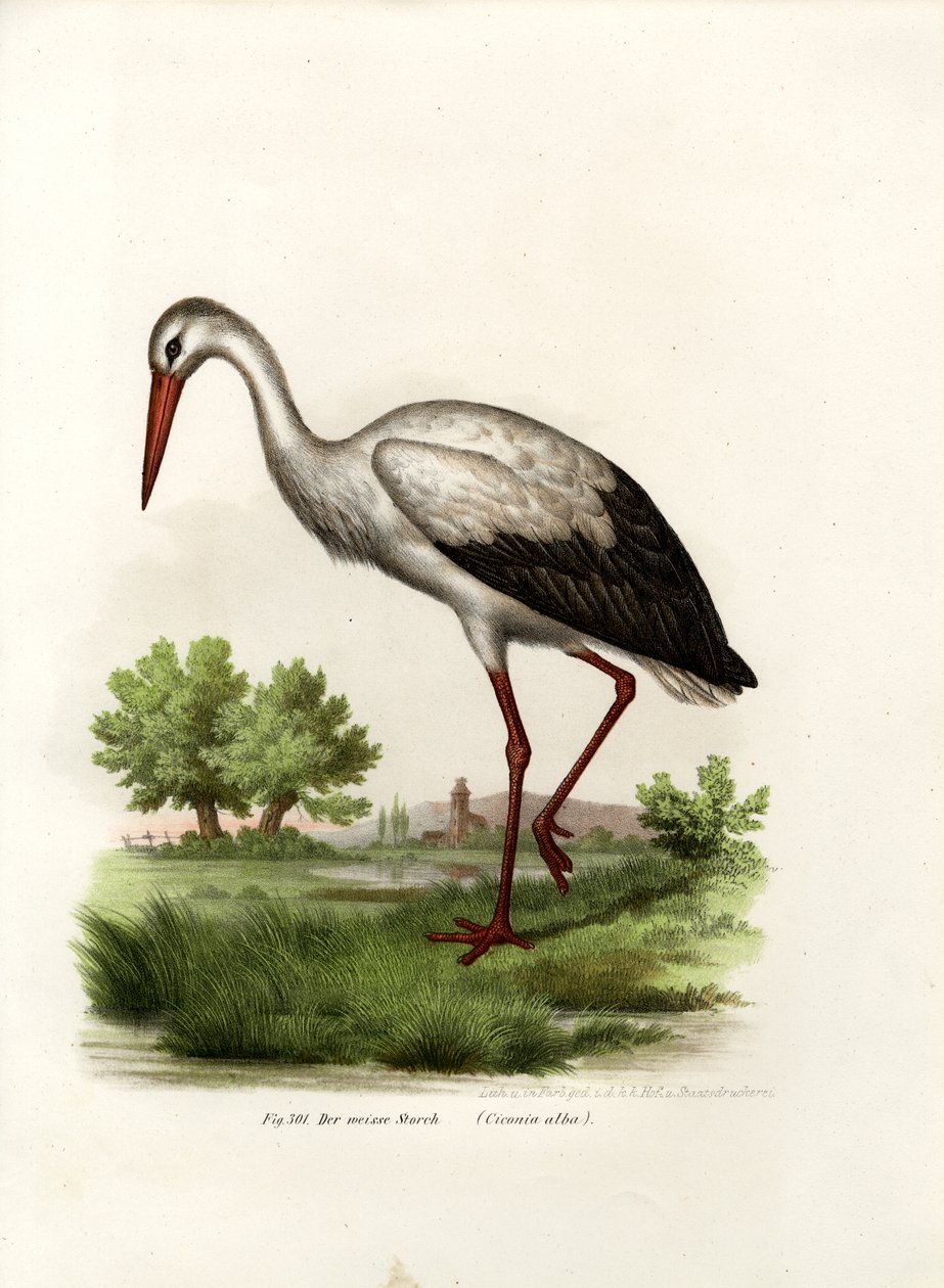 White Stork by German School