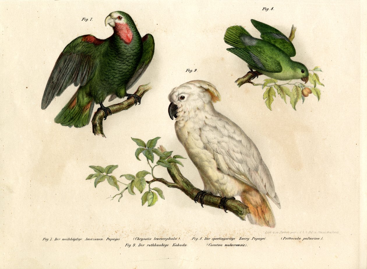 White-headed Parrot by German School