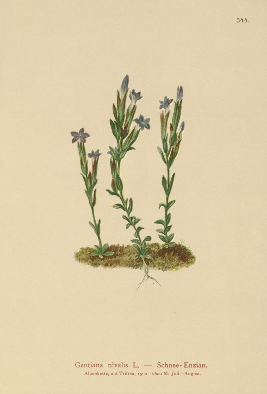 Alpine Gentian by German School