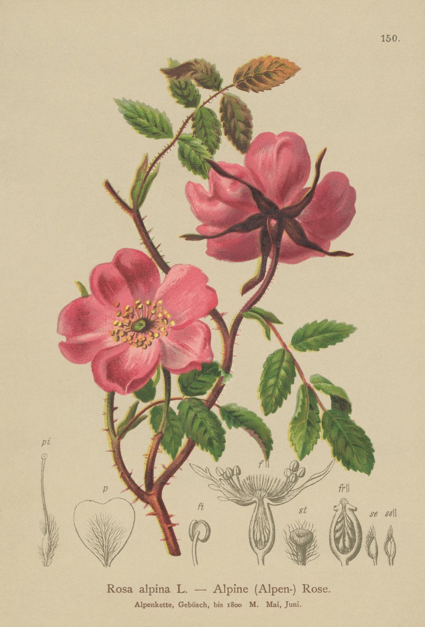 Alpine Hedge Rose by German School