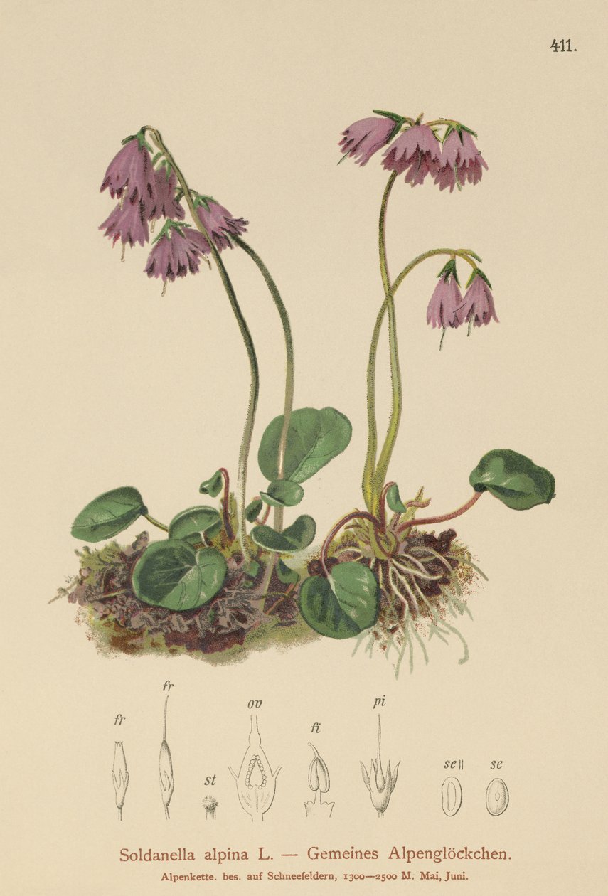 Alpine Snow Bell by German School