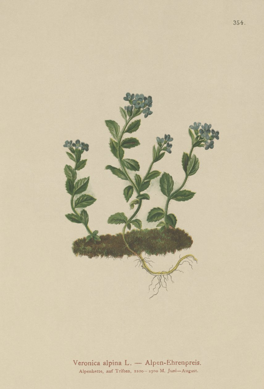 Alpine Speedwell by German School