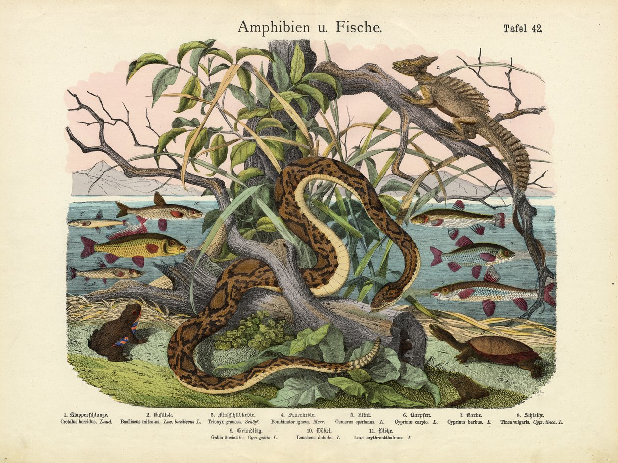 Amphibians and Fishes by German School