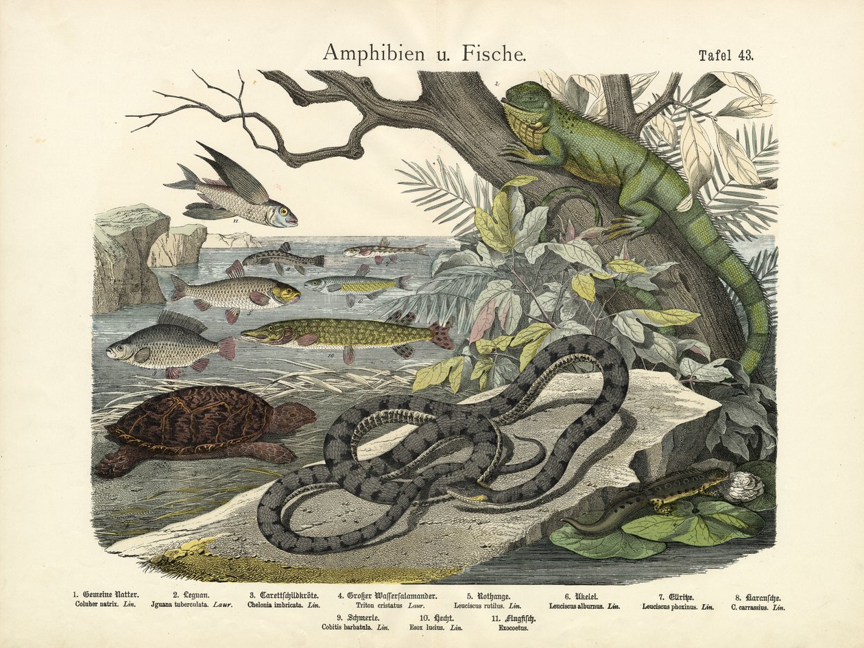 Amphibians and Fishes by German School