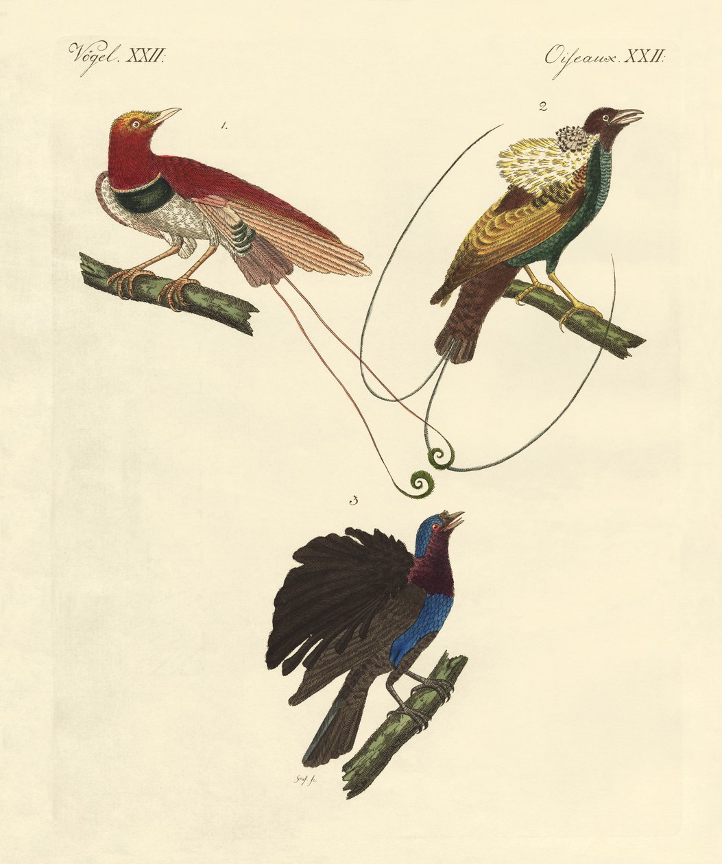 Birds of Paradise by German School