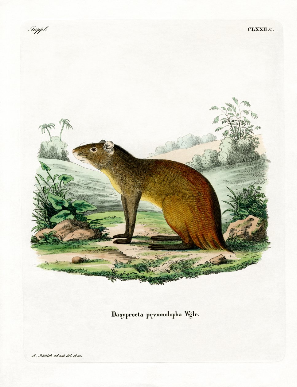 Black-rumped Agouti by German School