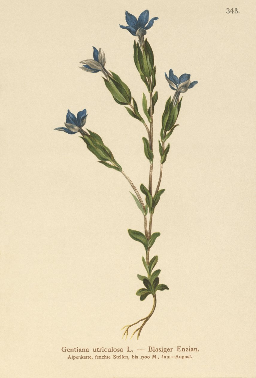 Bladder Gentian by German School