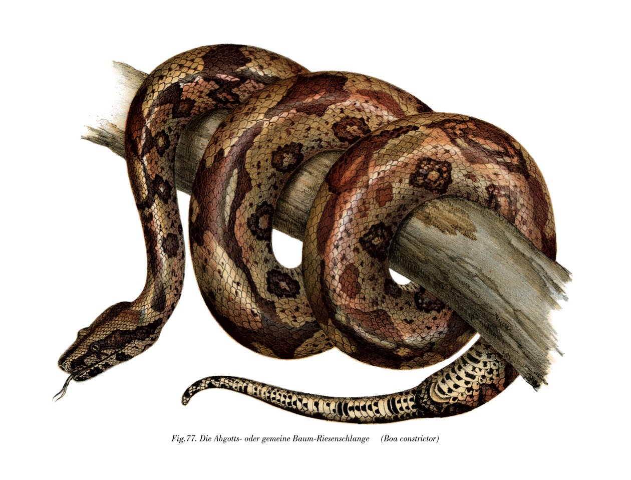 Boa Constrictor by German School
