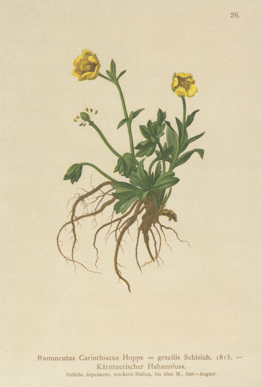 Carinthian Buttercup by German School