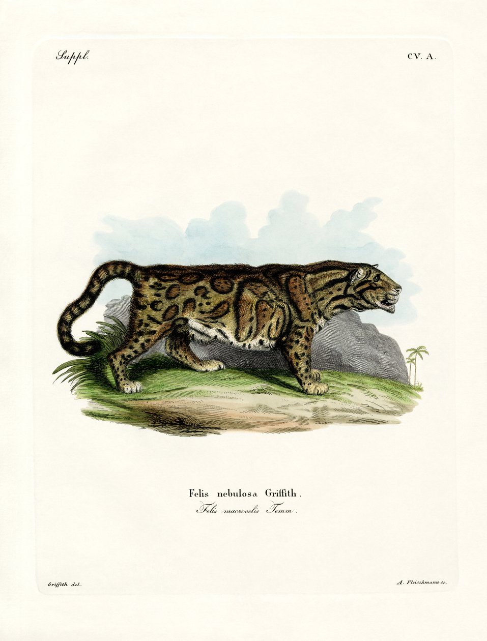 Clouded Leopard by German School