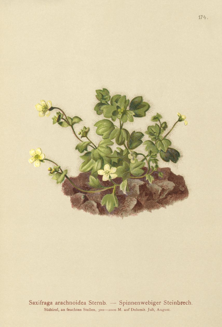 Cobweb Saxifrage by German School