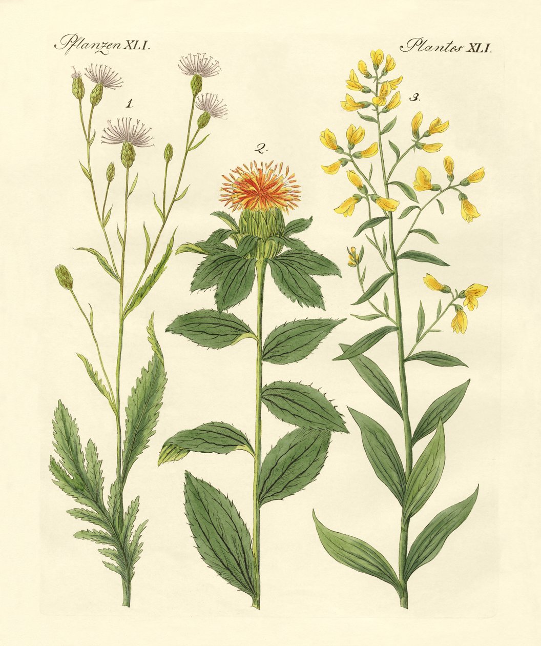 Colored Plants by German School