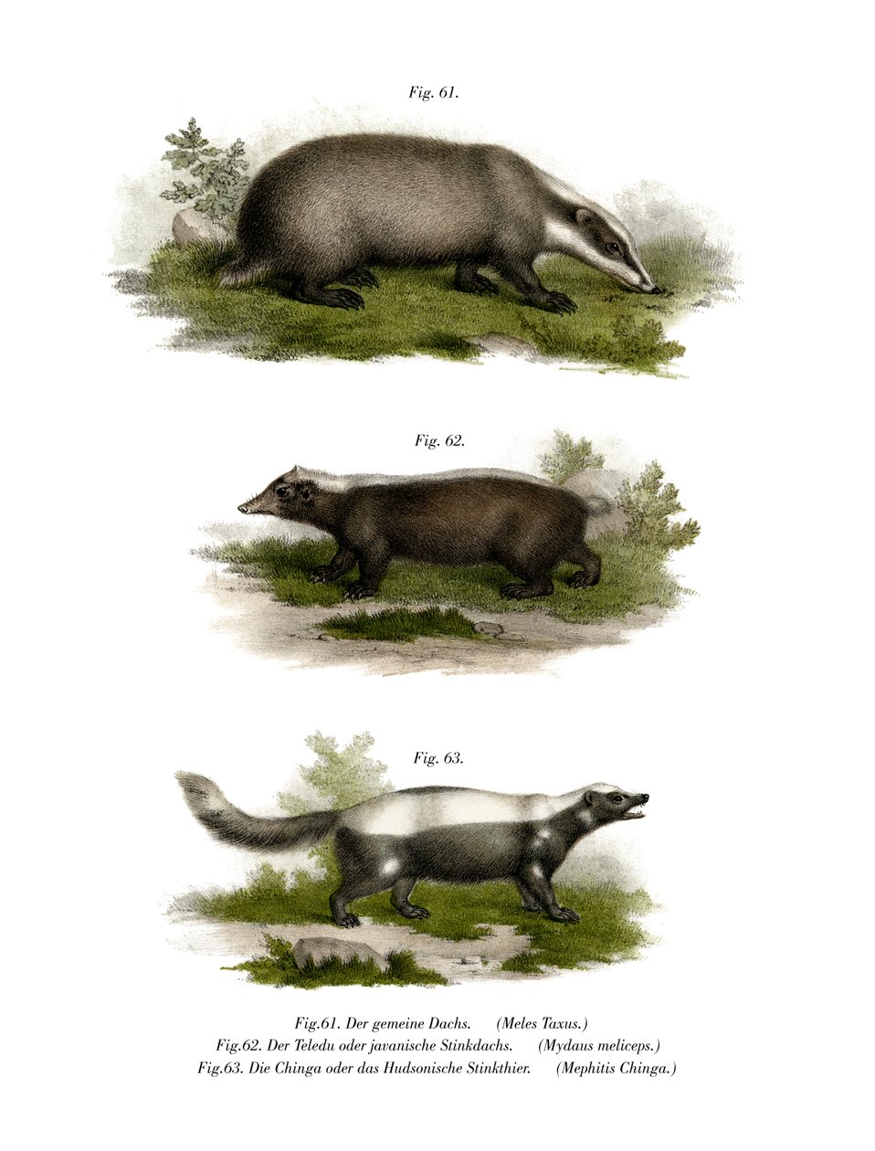 Common Badger by German School