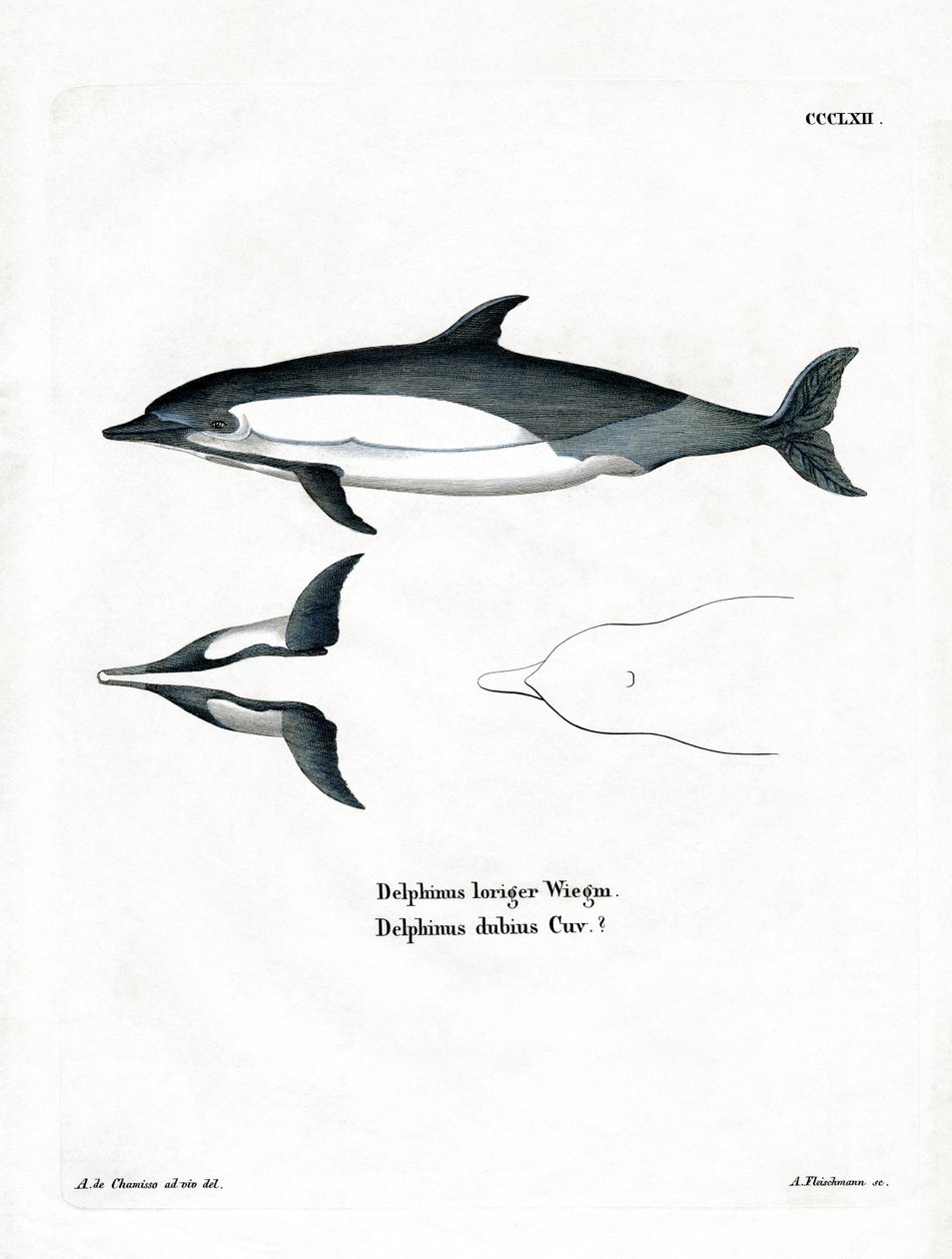 Common Dolphin by German School