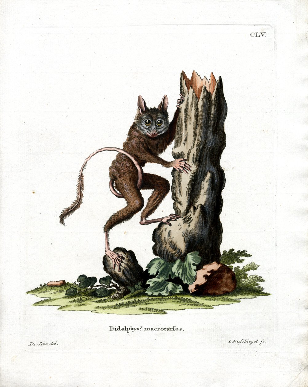 Common Mouse Opossum by German School