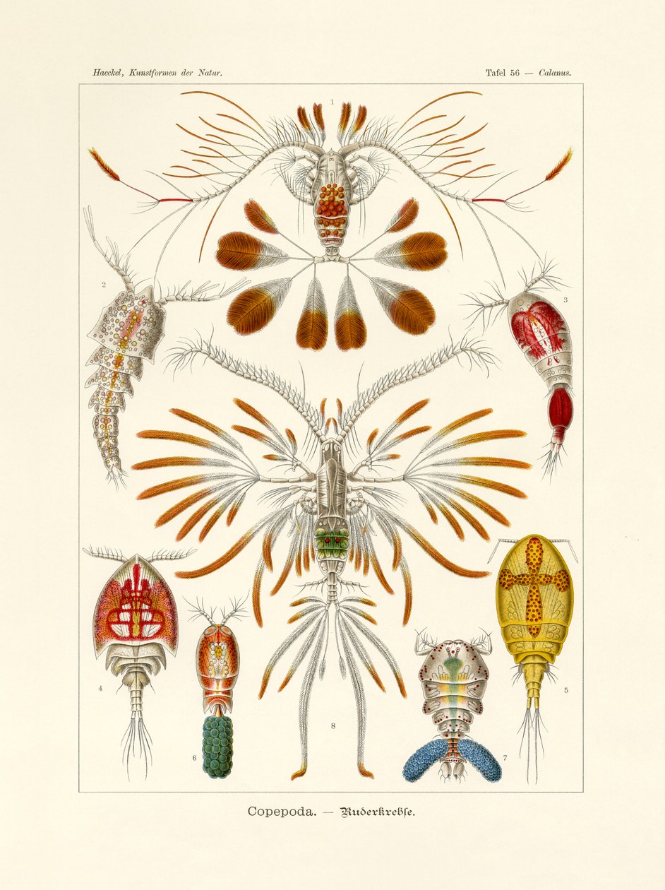 Copepoda by German School